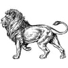 Antique engraving illustration of a side view of a lion facing left with their front right paw and tail raised.