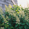 Hydrangea Paniculata Kyushu shrub showcasing its large lacy white flower clusters and leaves of varying green hues.
